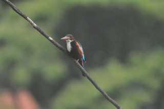 Uccelli dello sri lanka mi aiutate a identificarli ?